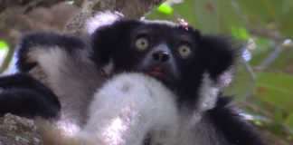 O vídeo de Divulgare fai un repaso pola illa de Madagascar e as súas especies, como o lémure.