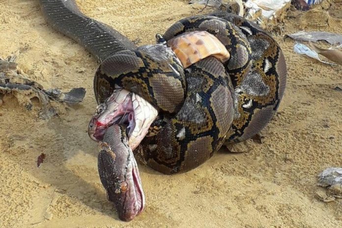 A cobra estrangulou á serpe coa súa boca, e morreu á súa vez atrapada no corpo do pitón. Fonte: National Geographic.