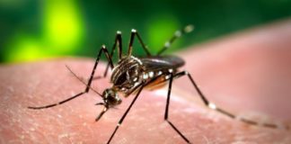 O mosquito "Aedes Aegypti", picando a un ser humano.