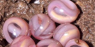 Os ovos de Chikilidae semellan perlas. Fonte: Kamei et al., Proc Biol Sci, 2012.