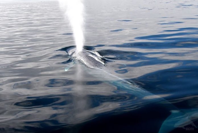 Balea azul de 14 metros avistada o ano pasado nas costas galegas. Foto: BDRI.