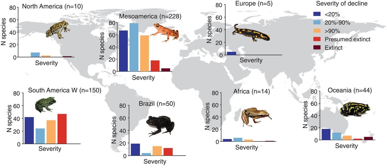 Distribución global da quitridriomicose asociada ao declive das especies de anfibios. Fonte: Science.