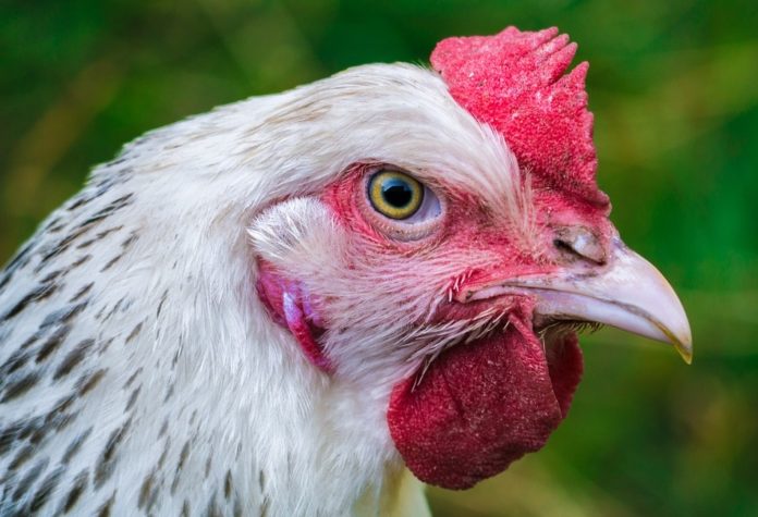 Os avicultores poden dar conta da agresividade dos galos e galiñas nalgunhas circunstancias. Fonte: Pixabay.