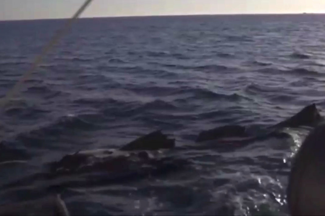 Captura do vídeo gravado en Louro na que aparece o suposto peixe. Fonte: Modesto Segade/Facebook.