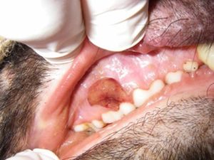 Tumor na boca dun animal afectado. Fonte: Goberno de Tasmania.