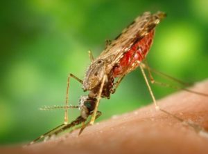 Os mosquitos anófeles son os principais vectores de contaxio da malaria, causada polos parasitos do xénero "Plasmodium".
