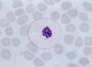 Imaxe ao microscopio do Plasmodium, parasito causante da malaria.