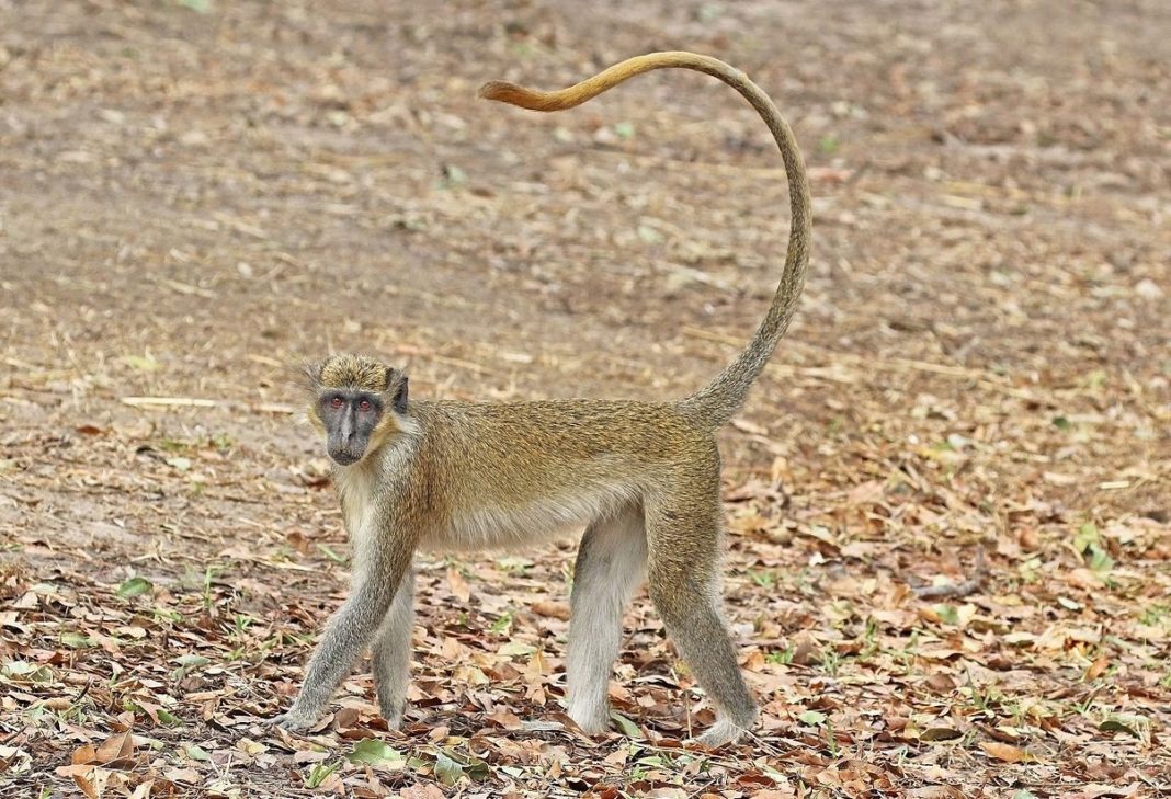 O estudo desenvolveuse con exemplares de monos verdes (Chlorocebus sabaeus), na imaxe. Fonte: Charles J. Sharp / CC BY-SA 4.0.