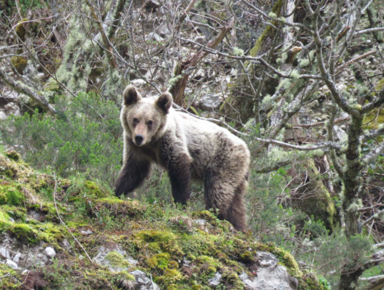 Un oso joven en la Cordillera Cantábrica. Foto cedida por Fundación Oso Pardo.