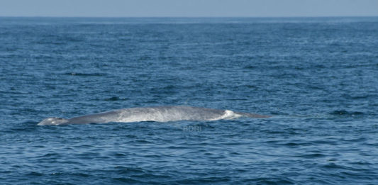 A balea azul localizada este domingo a unhas millas das Illas Cíes. Foto: BDRI.