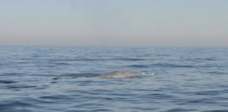 Fotograma do vídeo no que o BDRI captou o regreso da balea azul a Galicia. Fonte: BDRI.