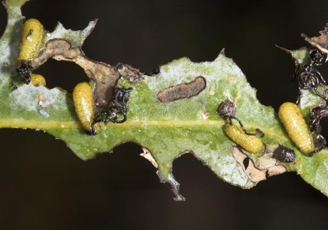 Larvas de gurgullo en eucaliptos dunha das parcelas nas que se levou a cabo o estudo. Foto: Duvi.
