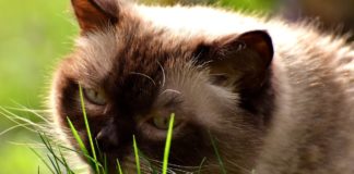 Existe a crenza de que os gatos comen herba cando están enfermos para purgarse, pero non hai evidencia científica sobre isto.