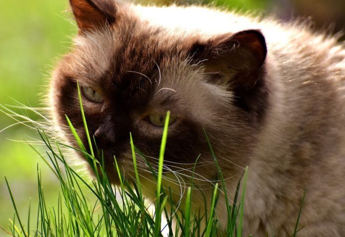 Existe a crenza de que os gatos comen herba cando están enfermos para purgarse, pero non hai evidencia científica sobre isto.