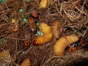 Exemplares de larvas e adultos de "Rynchophorus ferrugineus". Fonte: Luigi Barraco/CC BY-SA 3.0