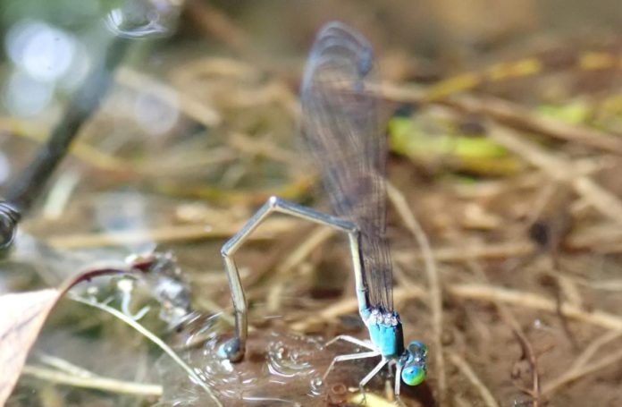 Investigadores de cinco países participaron neste estudo centrado nas libélulas do xénero 'Nesobasis'. Foto: Duvi.