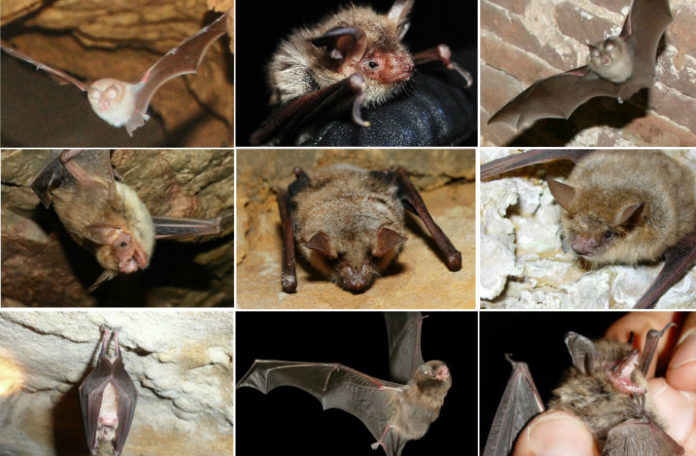 Os nove morcegos ameazados en Galicia.