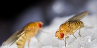 As moscas da froita (Drosophila melanogaster) son os insectos máis usados en investigación xenética. Imaxe: Francisco Romero Ferrero - CC BY-SA 4.0.