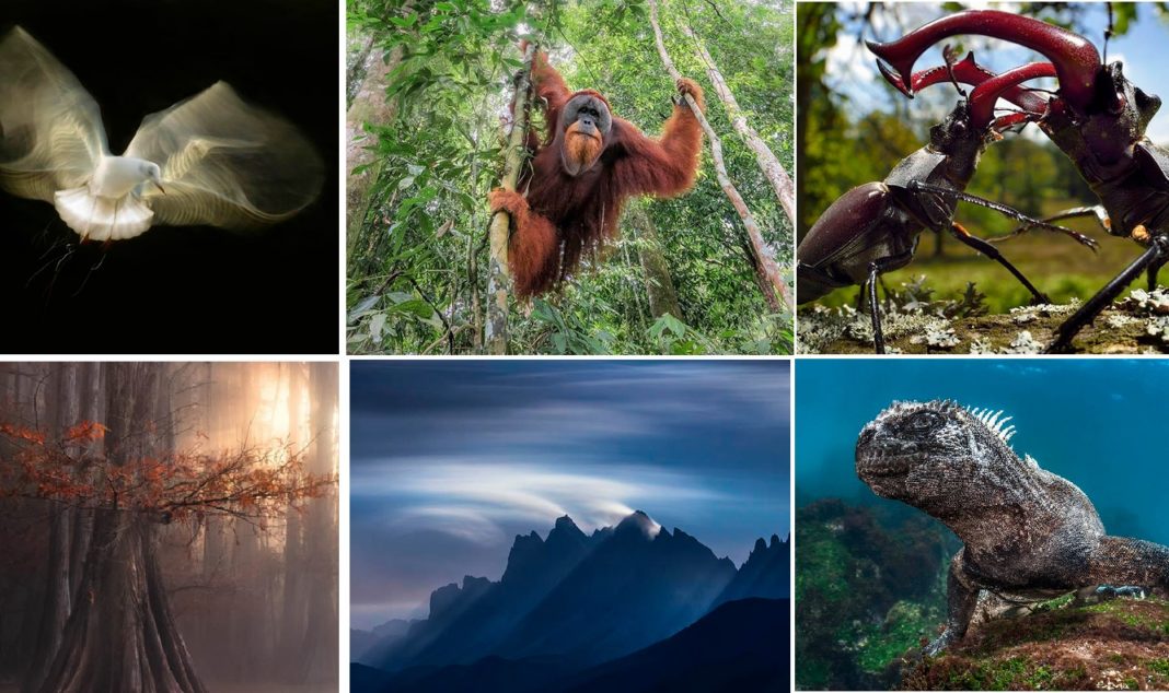 Algunhas das imaxes finalistas do certame.