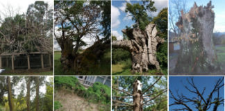 Estas oito árbores senlleiras son algunhas das que se caeron do catálogo debido á perda dos valores que levaran á súa inclusión.
