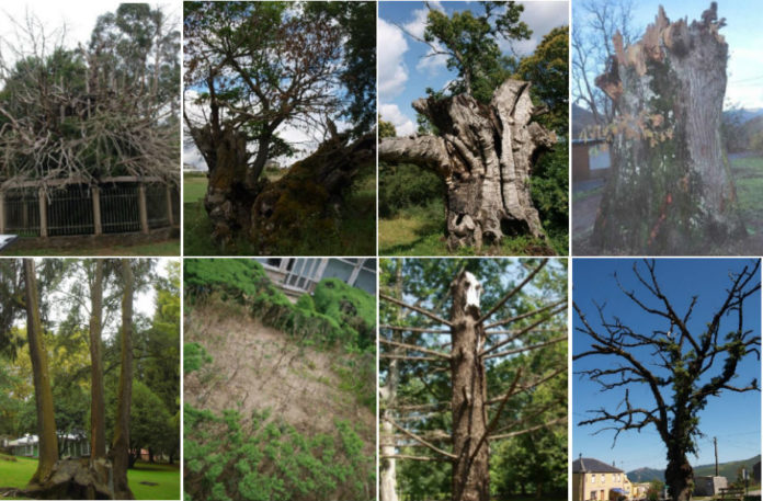 Estas oito árbores senlleiras son algunhas das que se caeron do catálogo debido á perda dos valores que levaran á súa inclusión.