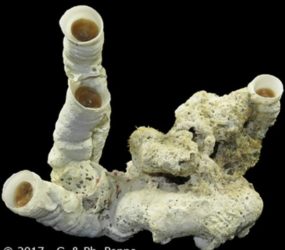 Imaxe do caracol "Ceraesignum maximum". Fonte: gastropods.org.