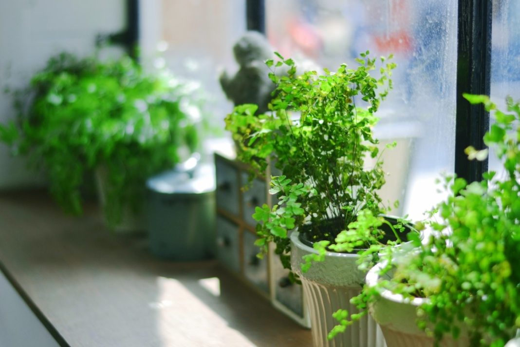 Ter plantas na casa fai máis agradable o espazo no que vivimos, pero non mellora a calidade do aire, segundo a ciencia.
