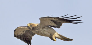 Exemplar de aguia calzada, especie á que pertence o individuo abatido en Oleiros. Fonte. Juan Cruz / CC BY-SA 4.0.