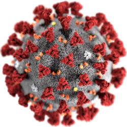 Representación do coronavirus de Wuhan. Fonte:Center for Disease Control and Prevention.