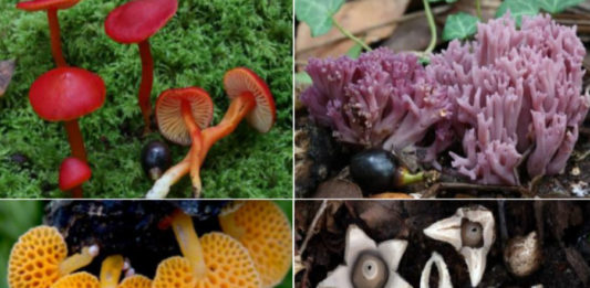 Catro exemplos de especies de fungos presentes en Cortegada. Fotos: Saúl de la Peña.