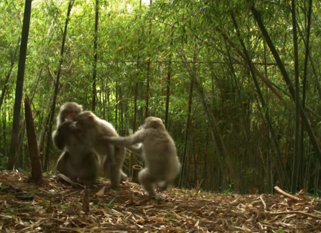Grupo de monos en Fukushima. Fonte: Universidade de Georgia.