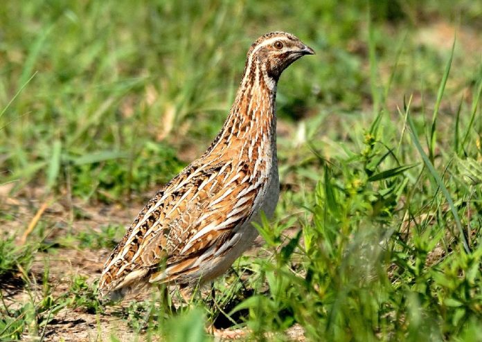 A poboación de paspallás experimentou un notable declive nos últimos anos. Foto: SEO/Birdlife.