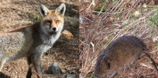 O raposo é un dos principais depredadores da rata toupa. Fonte: Wikicommons.