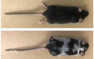 Diferenzas entre os ratos sometidos a estrés e o grupo de control. Fonte: Nature.