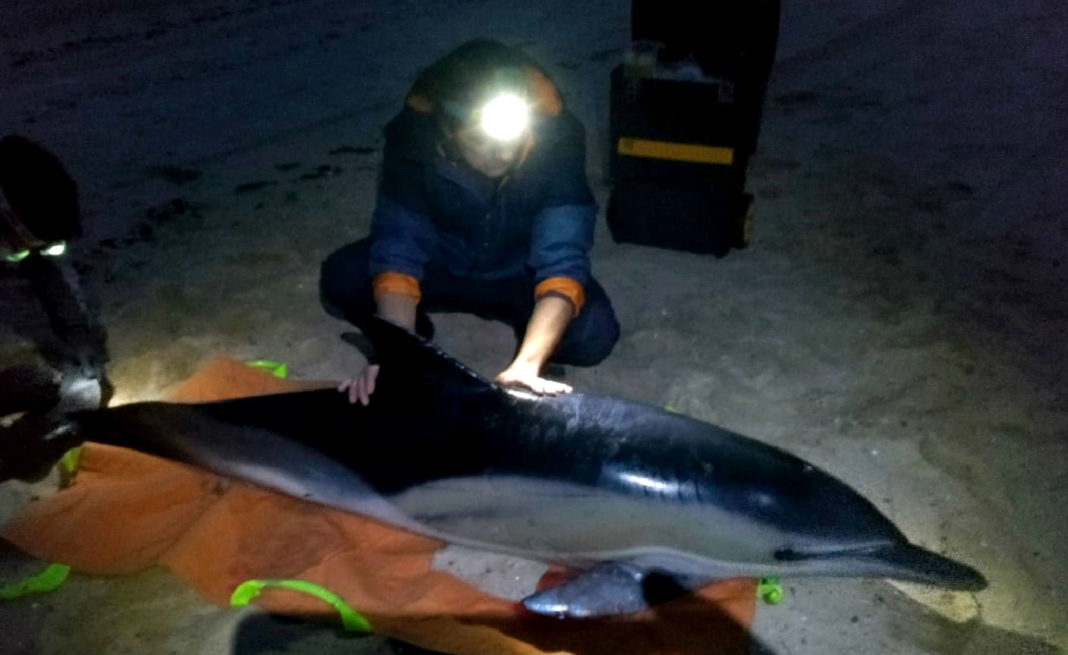 Rescate dun dos tres golfiños atopados en Arousa a pasada fin de semana. Foto: Cemma.