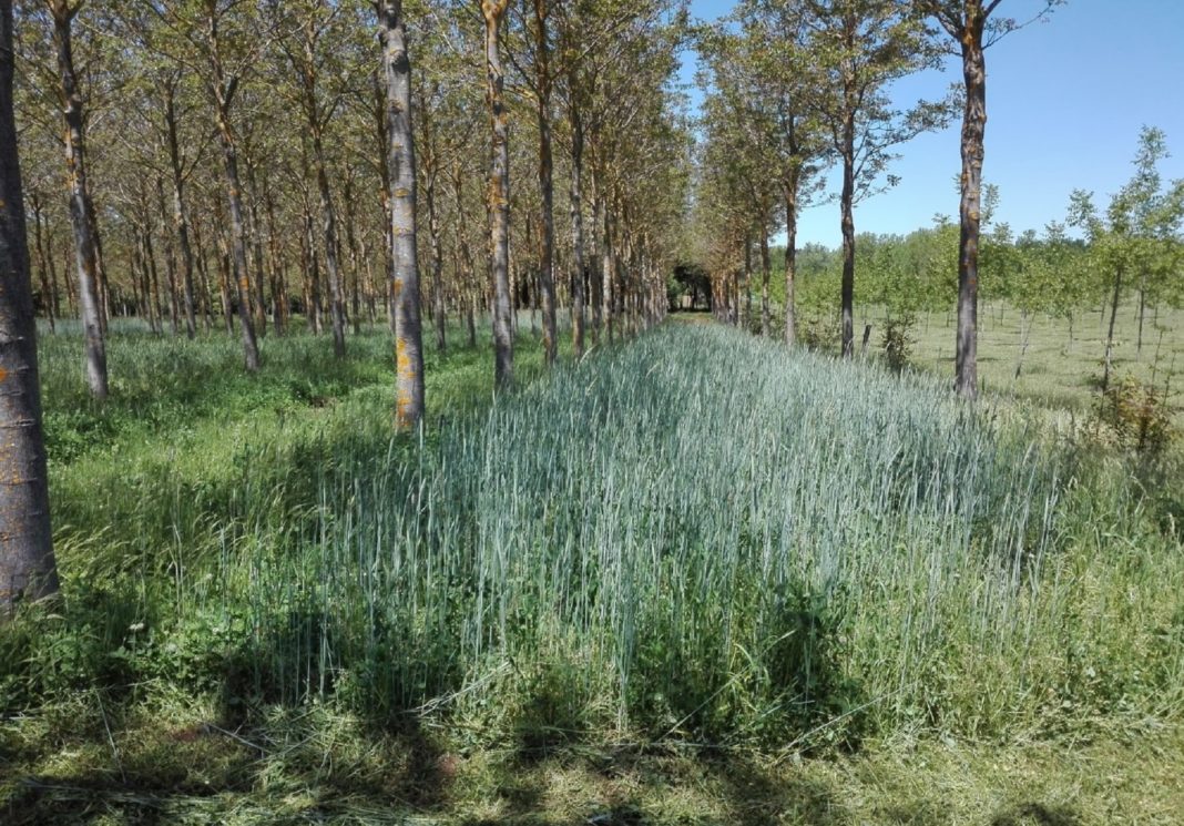 Ensaio de plantación de centeo baixo nogueiras desenvolvido en Arzúa, ao abeiro do proxecto Afclima, financiado pola Axencia Estatal de Investigación, no que participa a EPS de Lugo. Foto: USC.