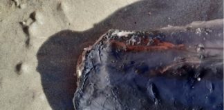 Aleta dun dos golfiños amputados atopados en 2020 na costa galega. Foto: CEMMA.