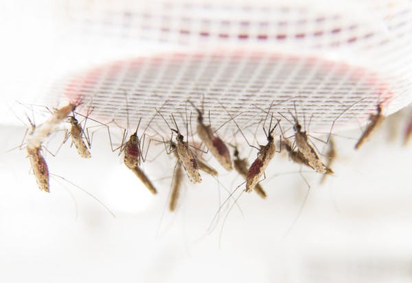 Mosquitos da malaria alimentándose de sangue quente de vaca a través dunha placa situada no teito dunha gaiola. Foto:Anna- Karin Landin/ Stockholm University.