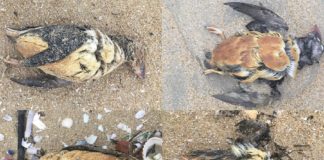 Varias das aves afectadas polos vertidos, atopadas na praia da Lanzada. Foto: BDRI.