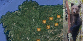 Lugares onde se constatou a presenza do oso pardo nos últimos anos. Á dereita, exemplar filmado no Macizo Central ourensán.
