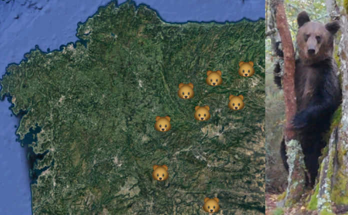 Lugares onde se constatou a presenza do oso pardo nos últimos anos. Á dereita, exemplar filmado no Macizo Central ourensán.