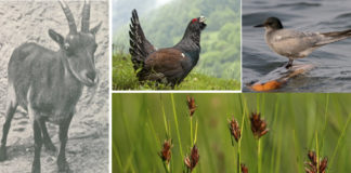 Algúns dos exemplos de flora e fauna que xa non se atopan en Galicia.