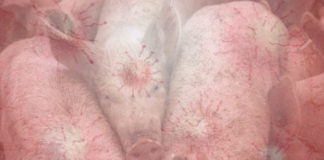 A investigación describe unha variante do H1N1 presente en porcos de matadeiros e granxas de 10 provincias chinesas.
