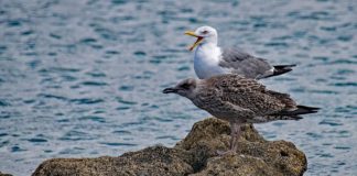 As gaivotas poden acumular contaminantes nas plumas e a través da dieta, e transmitilos aos ovos.