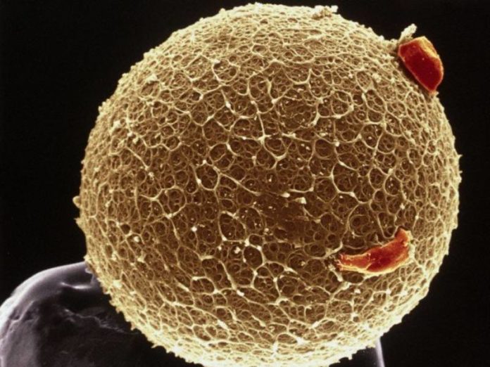 Imaxe dun óvulo tomada con micrografía electrónica de varrido. Fonte: Yorgos Nikas.