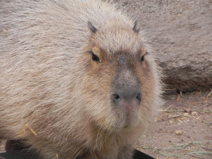 O capibara, que habita en América do Sur, pode chegar a alcanzar os 130 centímetros e superar os 60 quilos. Foto: Pixabay.