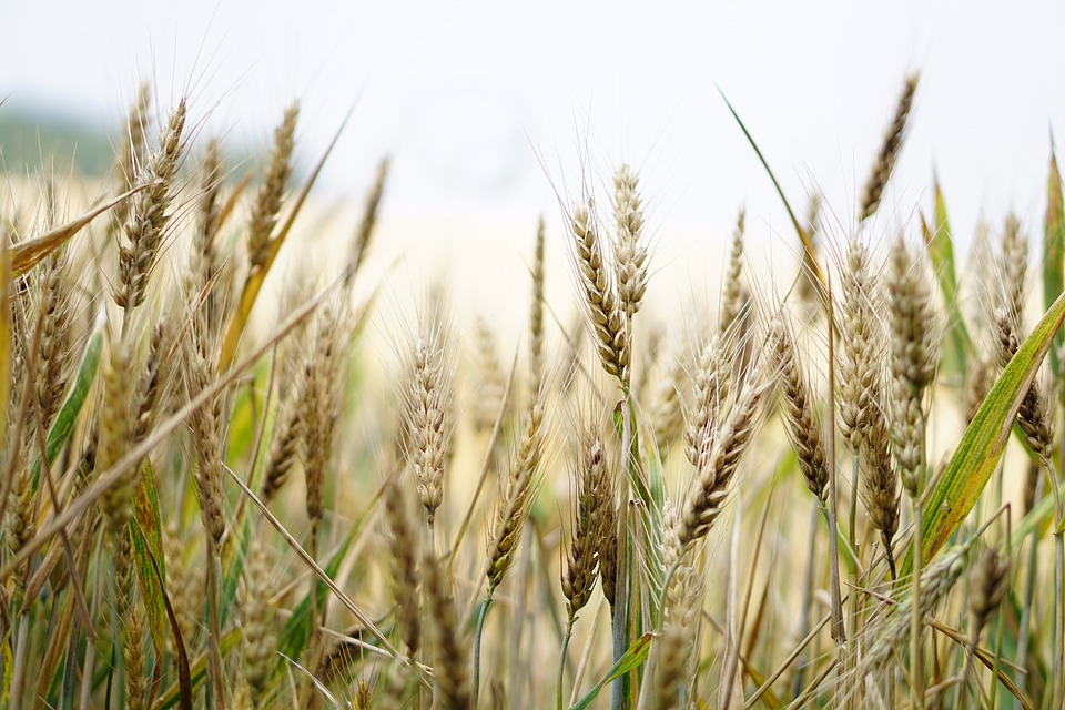 Os problemas nos pacientes celíacos prodúcense pola intolerancia ao glute, substancia presente en cereais como o trigo.