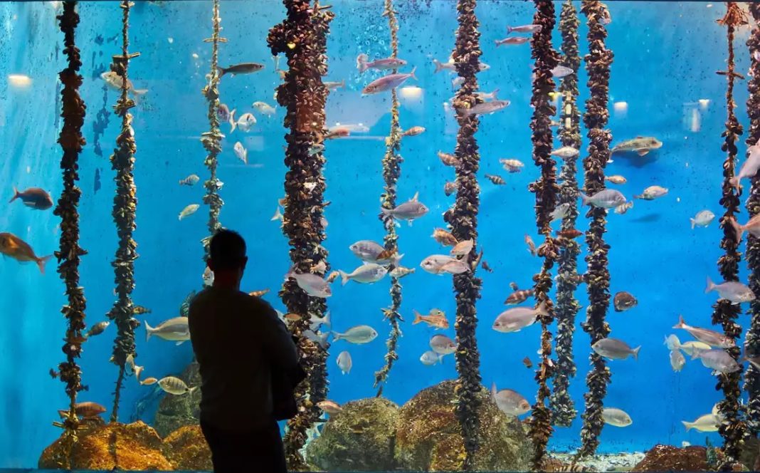 O Aquarium Finisterrae mantén abertas as súas salas con reserva previa. Foto: MC2.