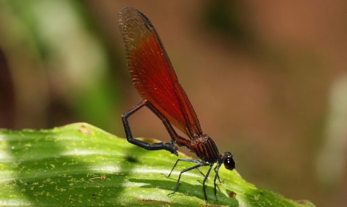 A rede pretende estimar a abundancia das poboacións de libélulas. Na imaxe, exemplar da especie 'Euphaea ornata'.