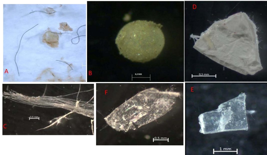 Diversos tipos de microplásticos atopados no estudo. Foto: IEO.